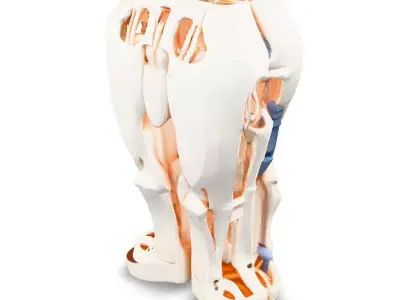 SciFi Robotic Legs with Internal Structure Low-poly 3D model