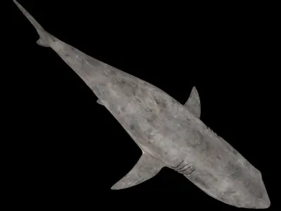 Great White Shark 3D model get