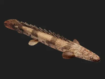 Bichir Low-poly 3D model purchase