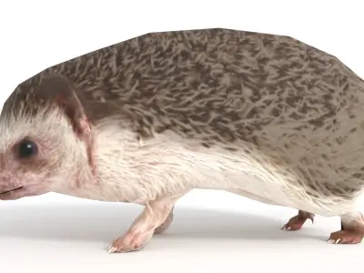 Rigged Hedgehog Low-poly 3D model