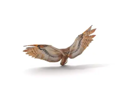 Majestic Owl Flight model pack Low-poly 3D model