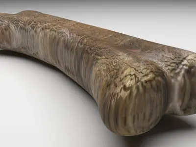 Triceratops Bone 3D model purchase