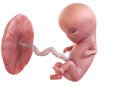 Fetus Week 11 Animated 3D model