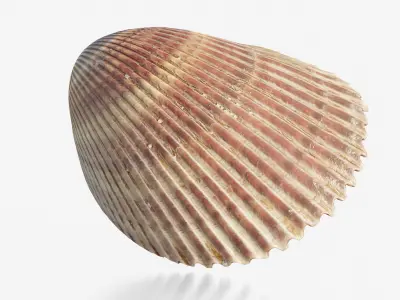 Scanned seashell Low-poly 3D model purchase