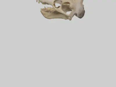 Kangaroo Jawbone Low-poly 3D model