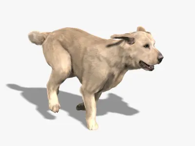 Labrador Retriever (FUR) (ANIMATED) 3D model