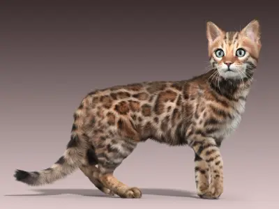 Bengal cat(2)(FUR)(ANIMATED) 3D model