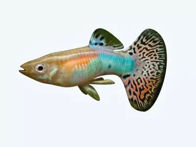 Guppy Fish 3D model purchase