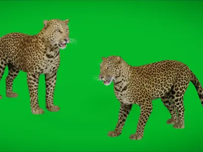 Arabian Leopard Free low-poly 3D model