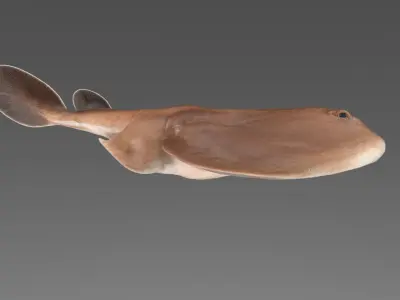 Sleaper Ray RIGGED 3D model