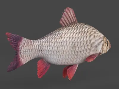 Freshwater Fish 3D model buy