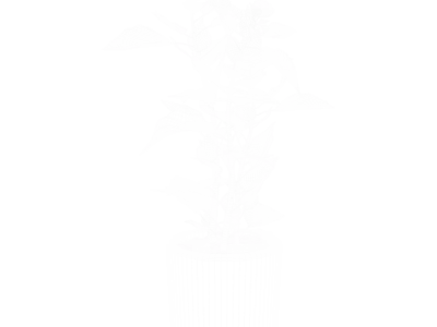  Bloodleaf Plant Model  purchase