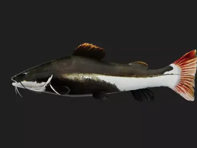 Catfish Low-poly 3D model buy