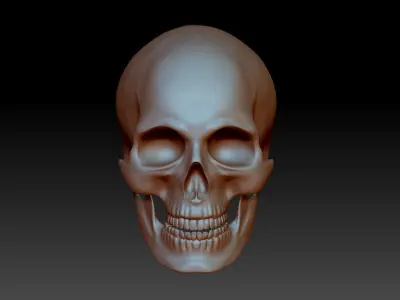Separate anatomically correct human skull in natural size 3D print model