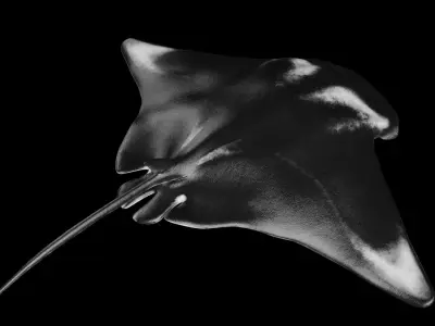 Manta Ray 3D model get