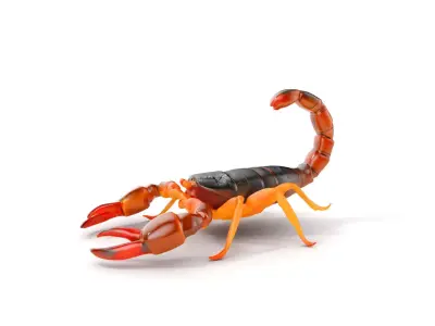 Scorpion Model Pack for Animation and Games Low-poly 3D model