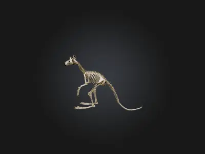 Realistic Kangaroo Skeleton Model Low-poly 3D model