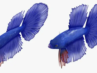  Blue Betta Fish Rigged for Cinema 4D 