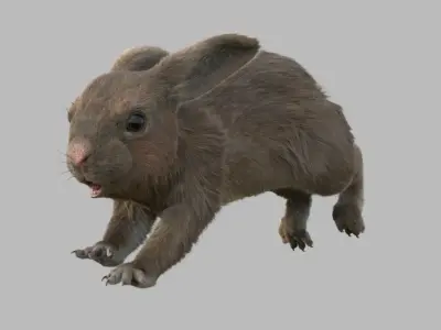 rabbit FURRIGGED 3D model