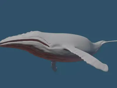 Humpback whale 3D model buy