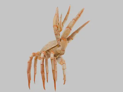 Golden Crab 3D Model Low-poly 3D model