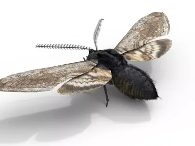 Moth Insect Rigged 3d model Free 3D model