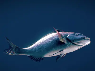 Red Eagle Fish Low-poly 3D model