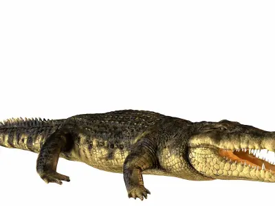 Crocodile alligator 3D model