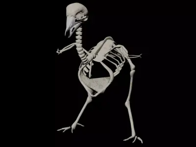bird skeleton 3D model