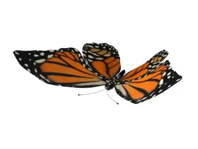 Rig Butterfly Low-poly 3D model