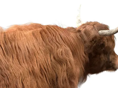 Highland Cow (Rigged) 3D model