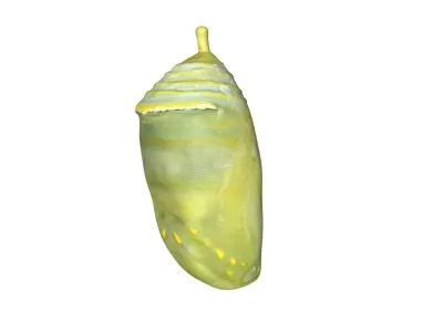 Cocoon butterfly chrysalis Low-poly 3D model