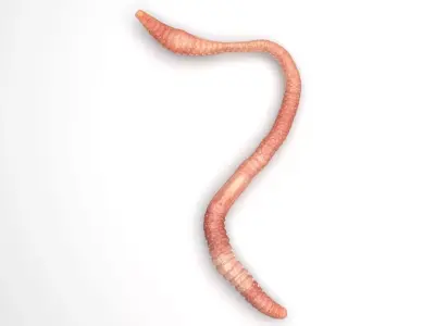 Earthworm 3D model 3