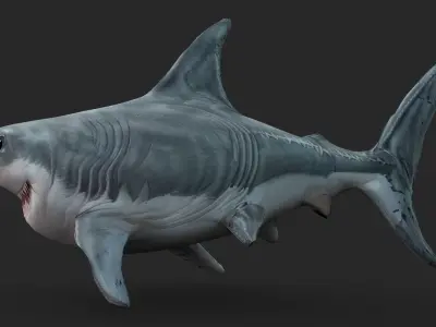 Shark Cartoons Low-poly 3D model