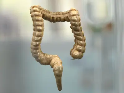  Human Organs Collection 2 