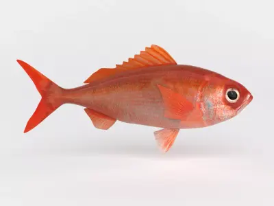 Ruby Fish 3D model