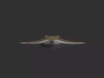 Cownose stingry 3D model