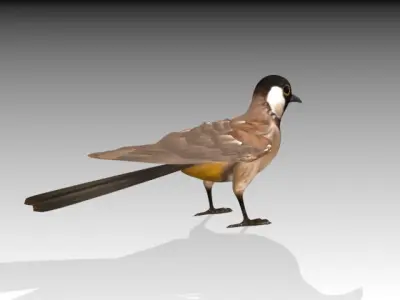 White Eared Bulbul Low-poly 3D model