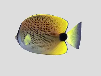 Millet Butterflyfish Realistic Animated Low-poly 3D model