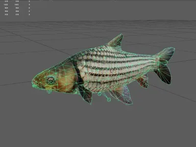 Goldenpricecarp Low-poly 3D model