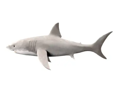 Shark Fish 3D model