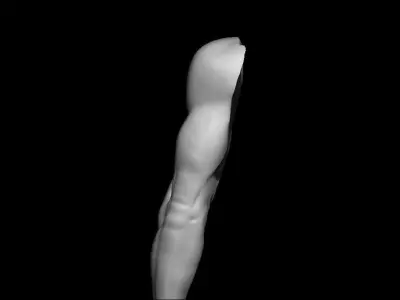 arm anatomy study  Free 3D model
