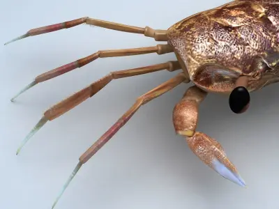 Ocypode stimpsoni Ghost Crab Low-poly 3D model