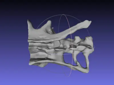 Psittacosaurus Sacrum and Ilium Free 3D print model