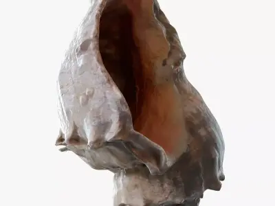 Conch shell 3D model