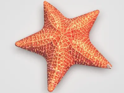Starfish 3D model purchase
