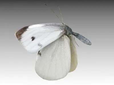 White butterfly Low-poly 3D model