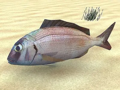 Adriatic sea fish collection Low-poly 3D model