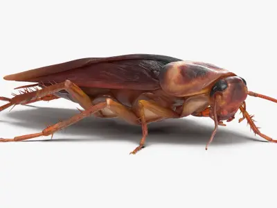 Cockroach Rigged for Cinema 4D 3D model