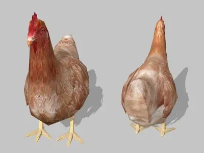 hen chicken Low-poly 3D model purchase